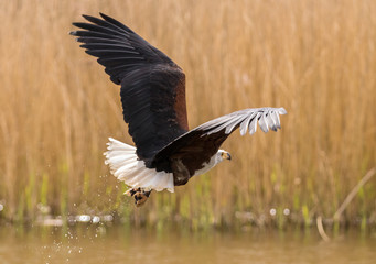 African Fish Eagle in Flight