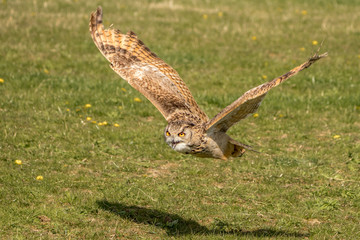 Eurasian Eagle Owl in Flight
