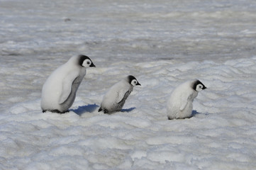 Emperor Penguin chicks in Antarctica