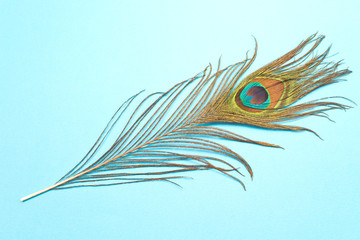 Peacock feather isolated on blue background