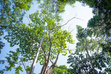 Fresh green branches on sky background