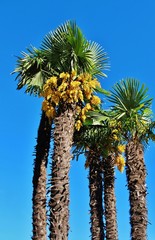 Palmen vor tiefblauem Himmel