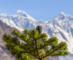Branch of the pine tree with a knob on the background of Mt. Everest - Nepal, Himalayas