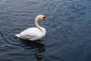 Obraz premium Single Swan on the Pond.