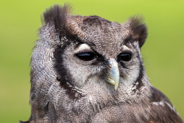 Verreaux's Eagle Owl Portrait