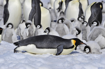 Emperor Penguins with chicks