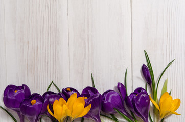 purple and yellow crocus on wooden background