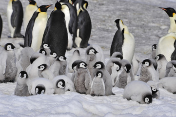 Emperor Penguins with chicks