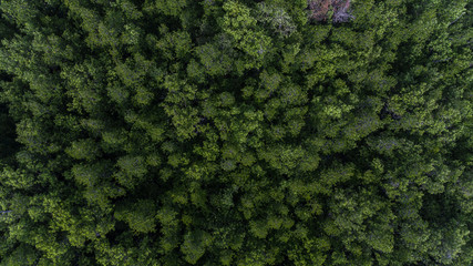 Aerial Para rubber