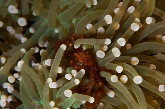 Orangutan crab