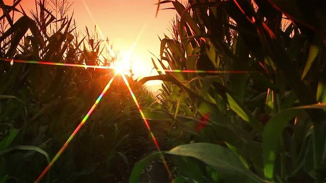 Beautiful scenery in corn farm in Thailand