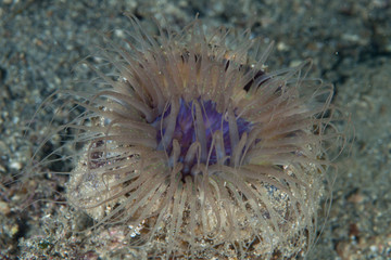 SEA ANEMONE