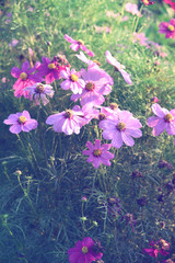closed up the purple cosmos field