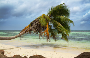 Fototapeta na wymiar lonely palm over the beach on Praslin island