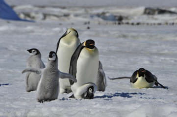 Emperor Penguins with chicks