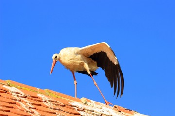 White stork, Ciconia ciconia, stretching on the house roof