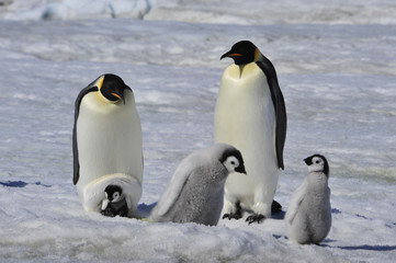 Obraz premium Emperor Penguins with chicks