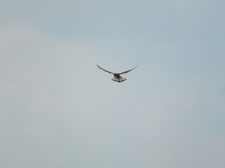 Fliegender Vogel © supernova