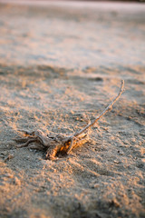 Dried plant on the sand
