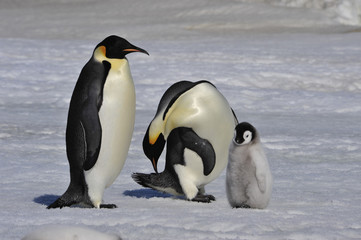 Emperor Penguins with chicks