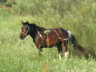 Horse with white markings
