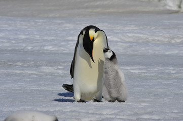 Emperor Penguin with chick