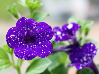 Macro of petunia night sky flower