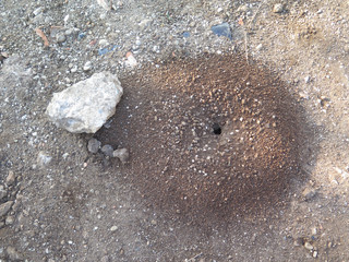 Large ant hole