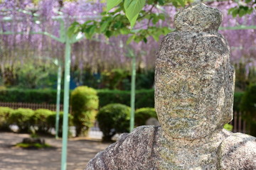 Wisteria at Dainichido, Takenari, Komono, Mie, Japan