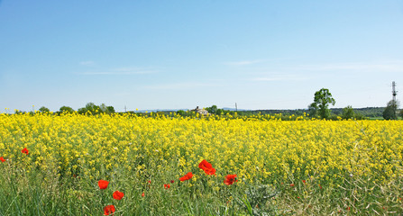 Campos de Colza en la comarca del Osona, Catalunya, España