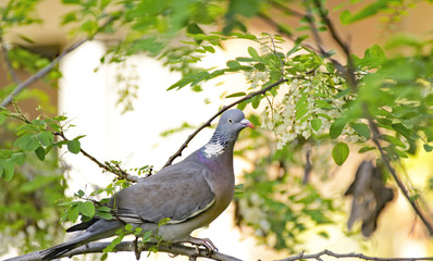 Paloma en un árbol