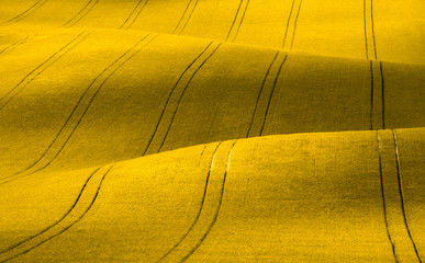 Wavy yellow rapeseed field with stripes. Corduroy summer rural landscape in yellow tones.Yellow rapeseed field with wavy abstract landscape pattern. Yellow moravian undulating fields of crops.  - 151500777