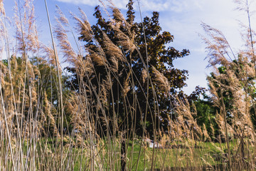 Sunny Day At The Beautiful Nature Outdoors