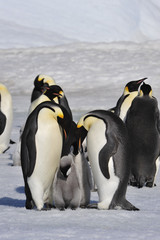 Emperor Penguins with chicks