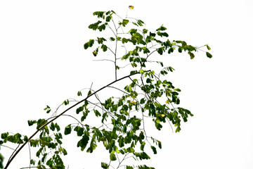 Branch of green tree on white background