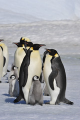 Emperor Penguins with chicks