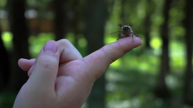 Child boy hold maybug in his hand. Macro shot of the chafer or cockchafer. Slow-mo