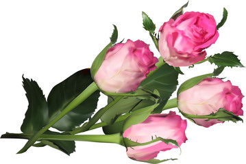four pink roses isolated on white