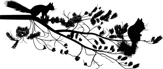 two squirrels and pine tree branch isolated on white