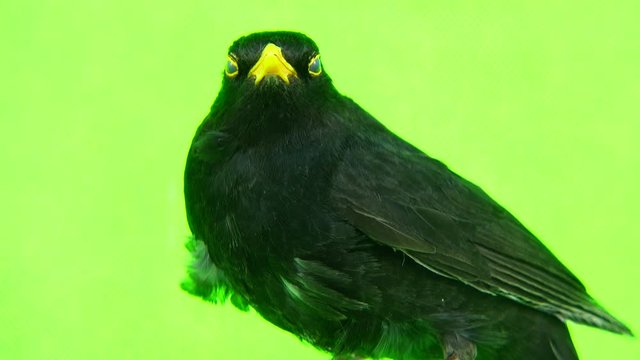blackbird (Turdus merula) isolated on a green background
