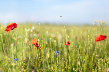 Red poppy flowers