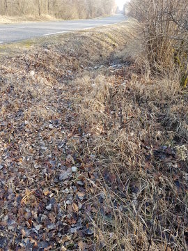 Feuilles mortes