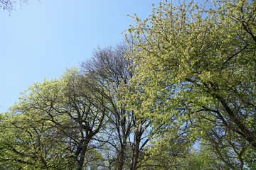 Endlich Frühling: Laubwald im Sonnenlicht 