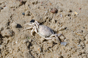 ausgetrocknete Krabbe am Strand (Nordsee)