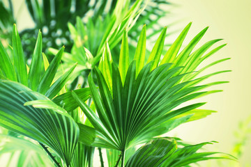 Green palm leaves, closeup