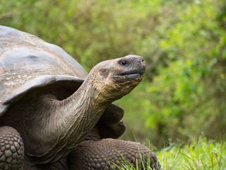 Galapagos Giant Tortoise, Santa Cruz Island, Ecuador