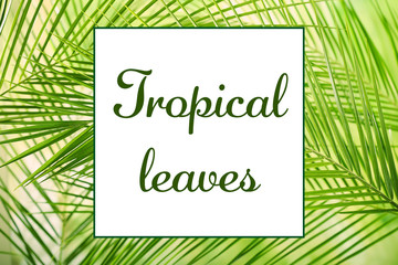 Green leaves background