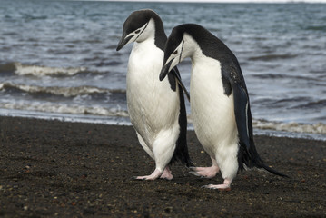 Fototapeta na wymiar Chinstrap Penguin on the beach