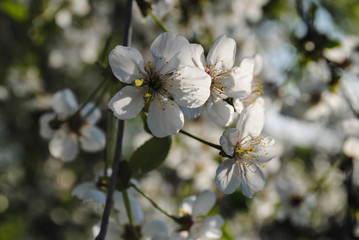 Cherry flower