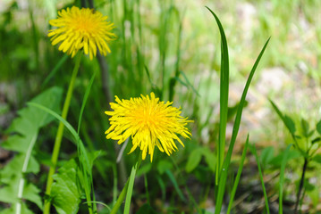 Yellow dandelions